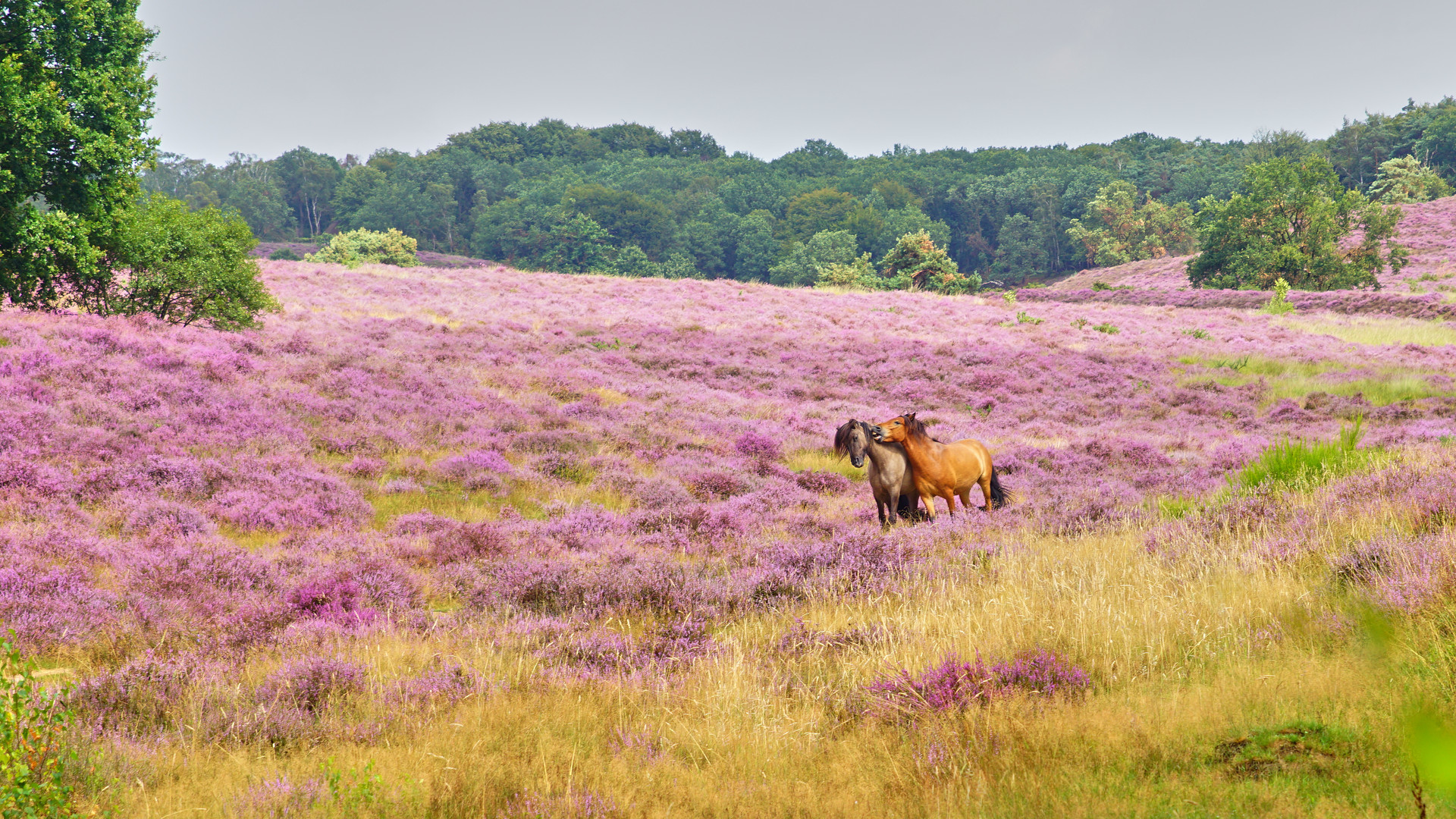 Bluhende Heide 2