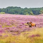 Bluhende Heide 2