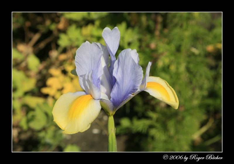 Blume 1