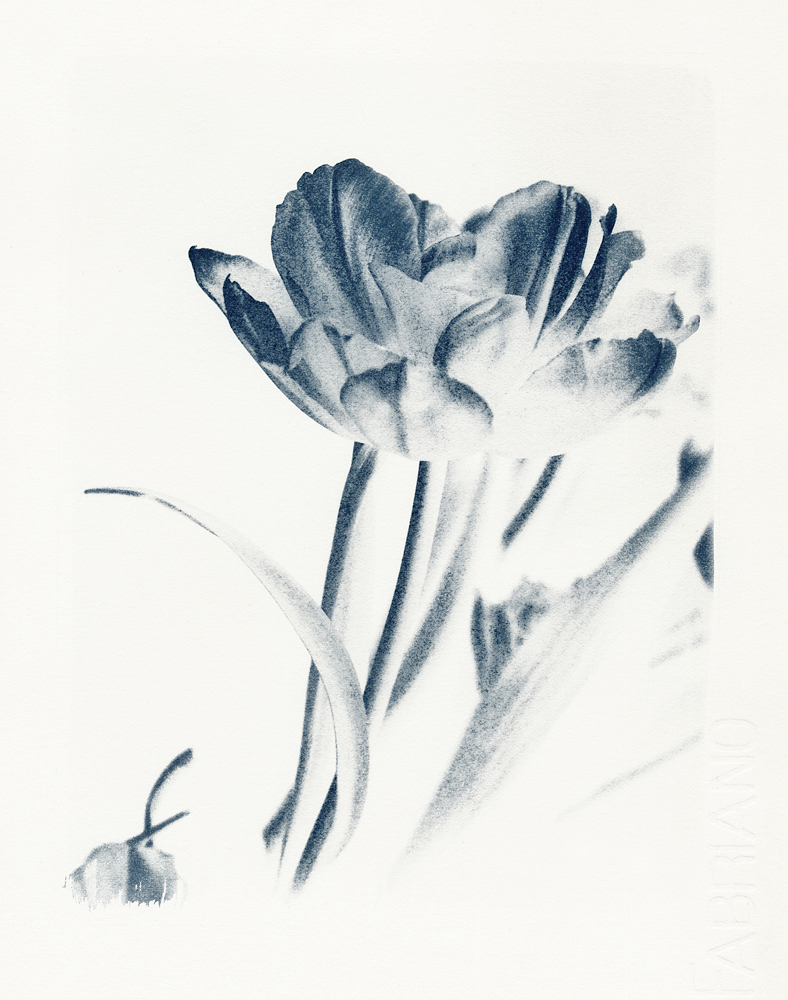 Blume #1