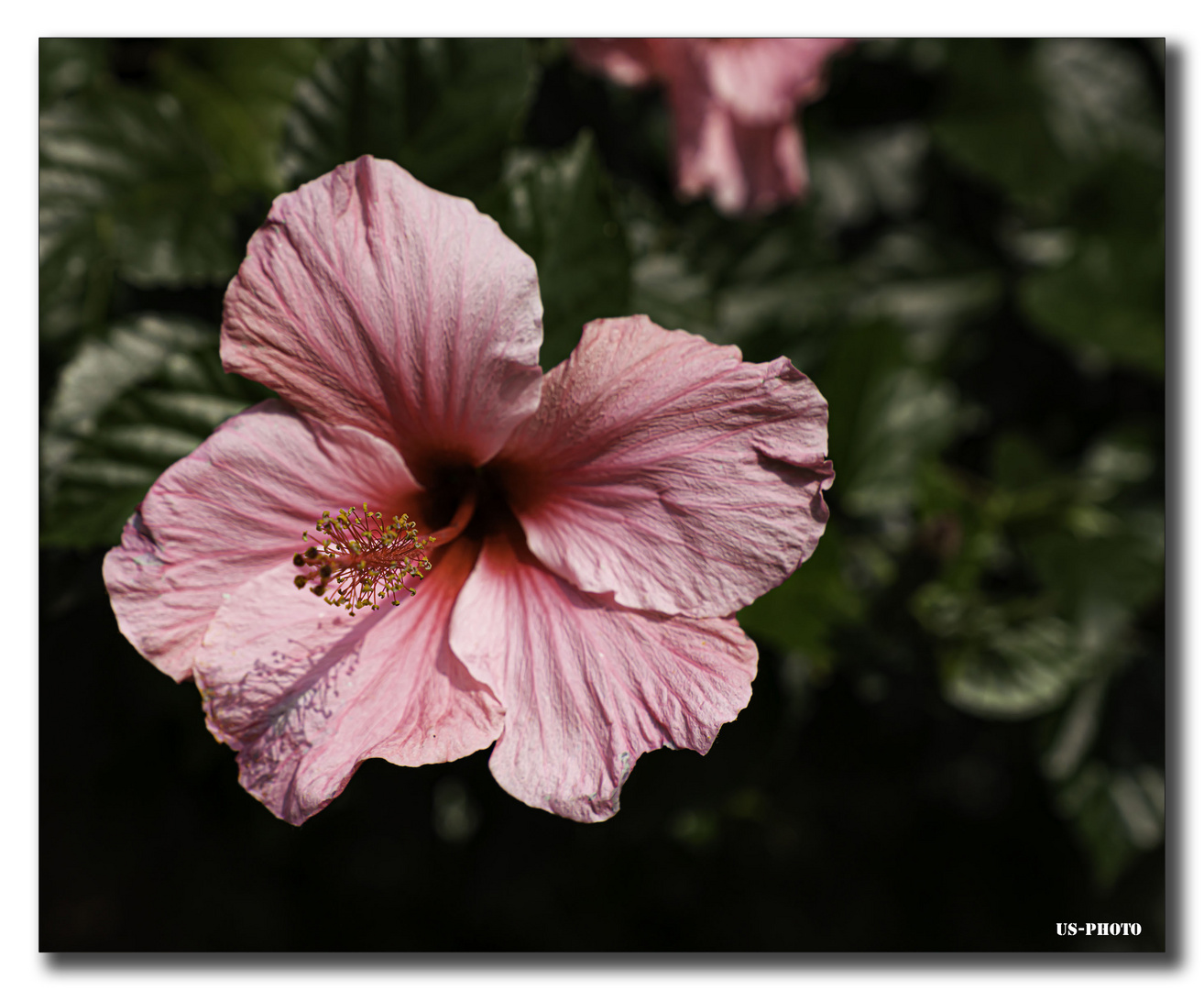 Blume #1 - Schlosspark Herrenhausen