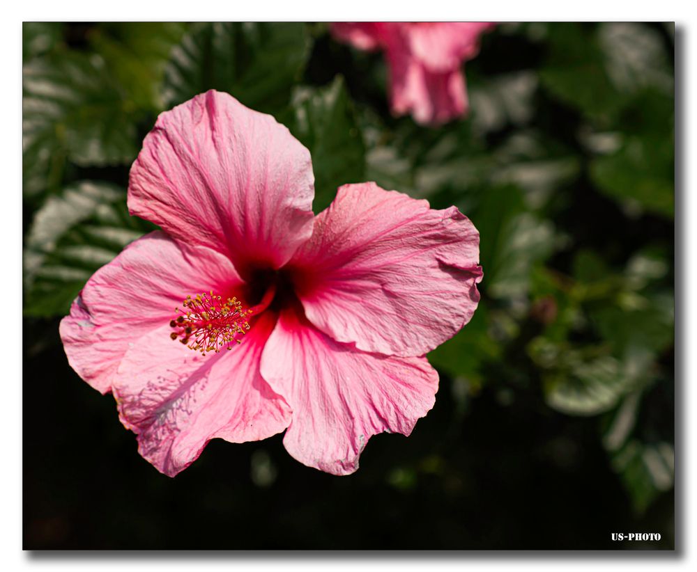 Blume #1 - Schlosspark Herrenhausen