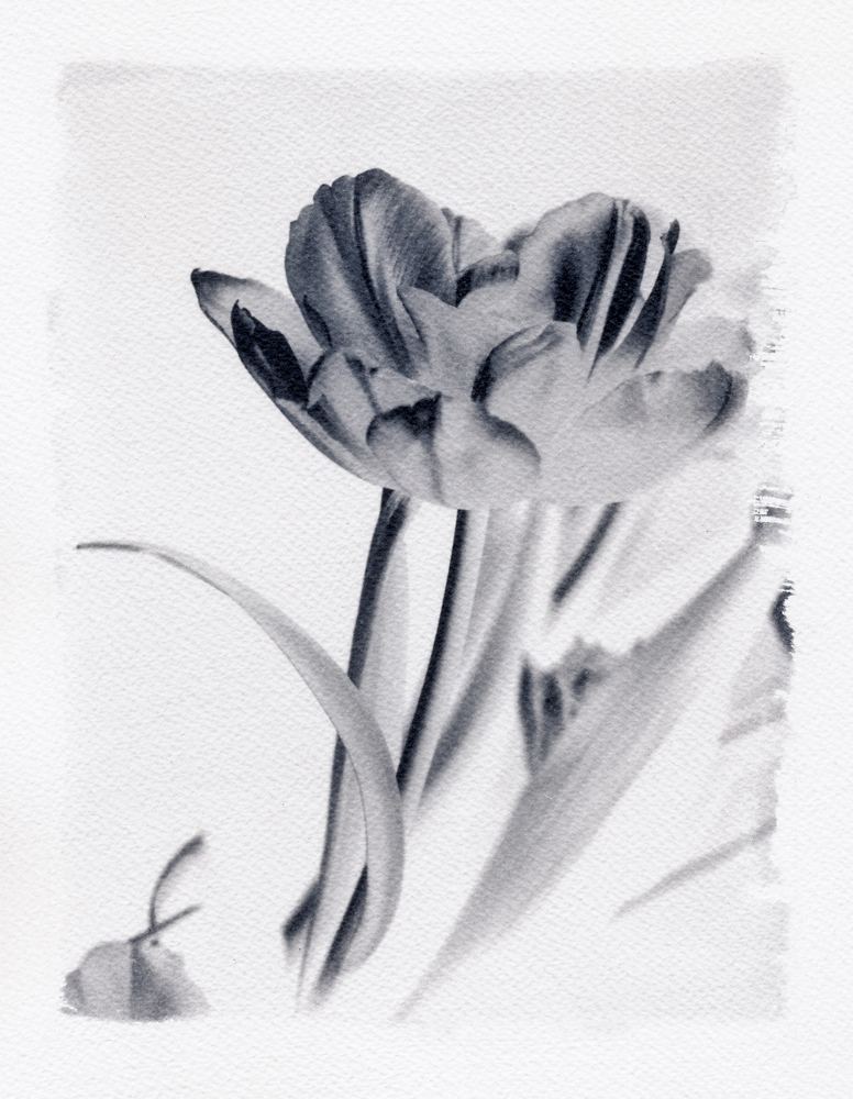 Blume #2