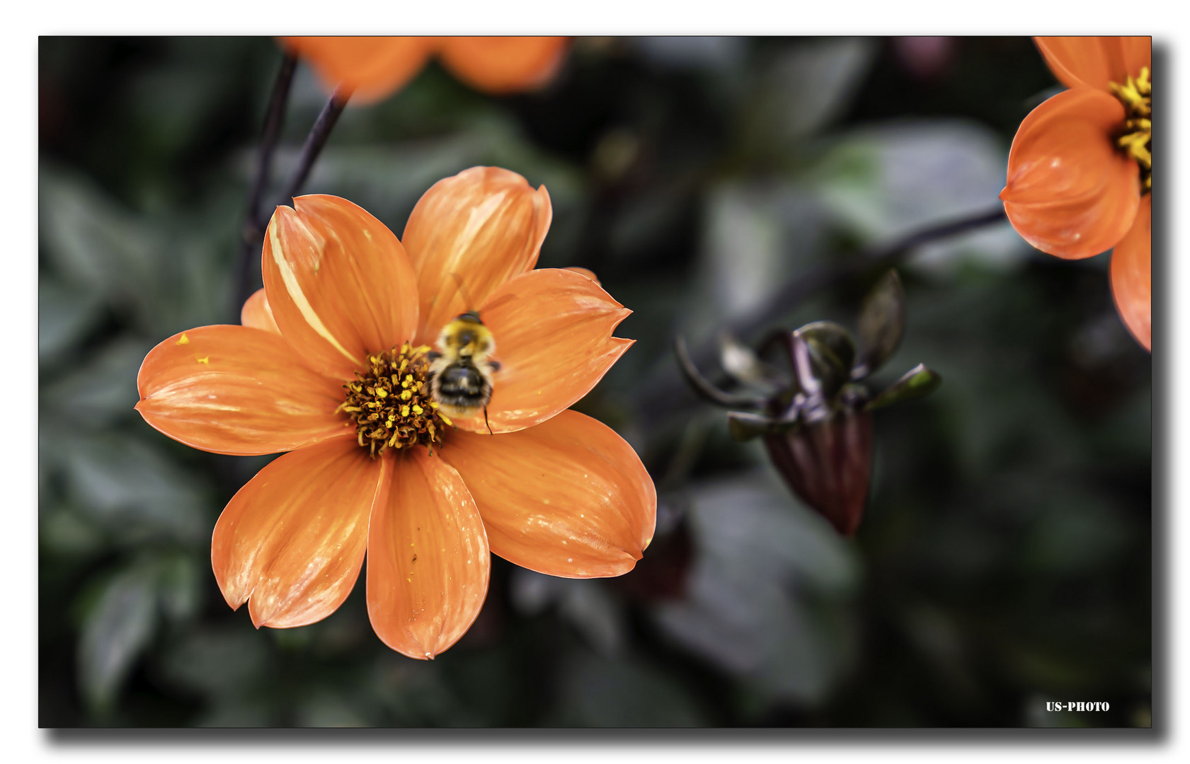 Blume #2 - Schlosspark Herrenhausen