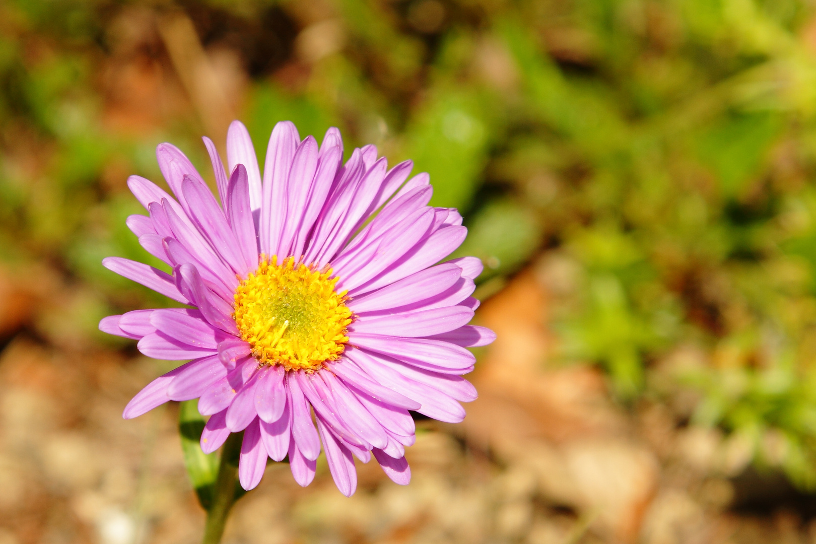 Blume 2.0 (Korbblütler - Aster alpinus?)