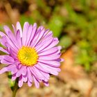 Blume 2.0 (Korbblütler - Aster alpinus?)