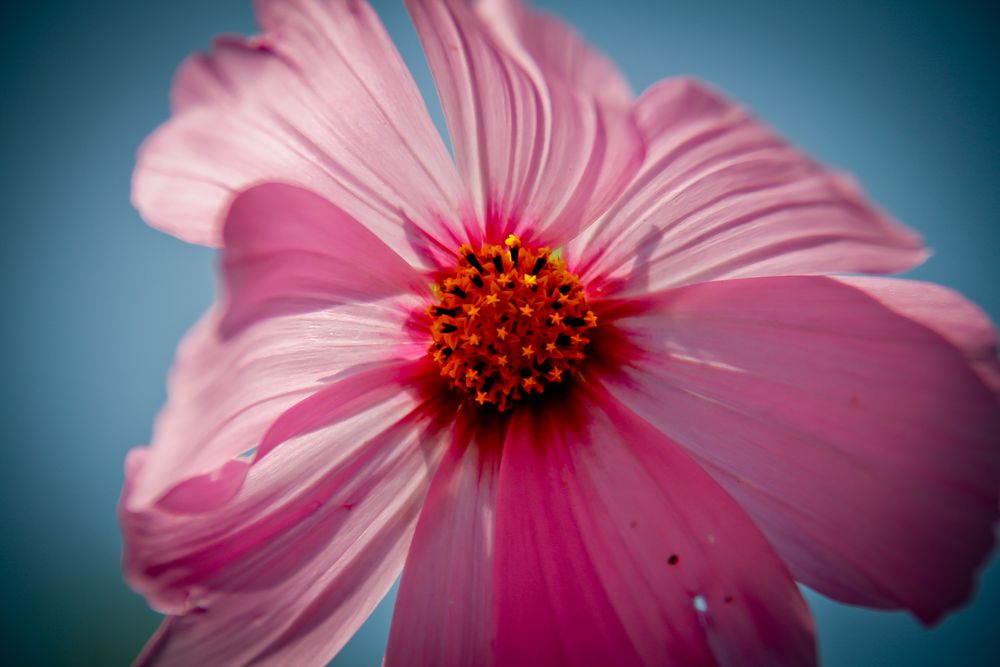 blume ;-) von e.s.photografie 