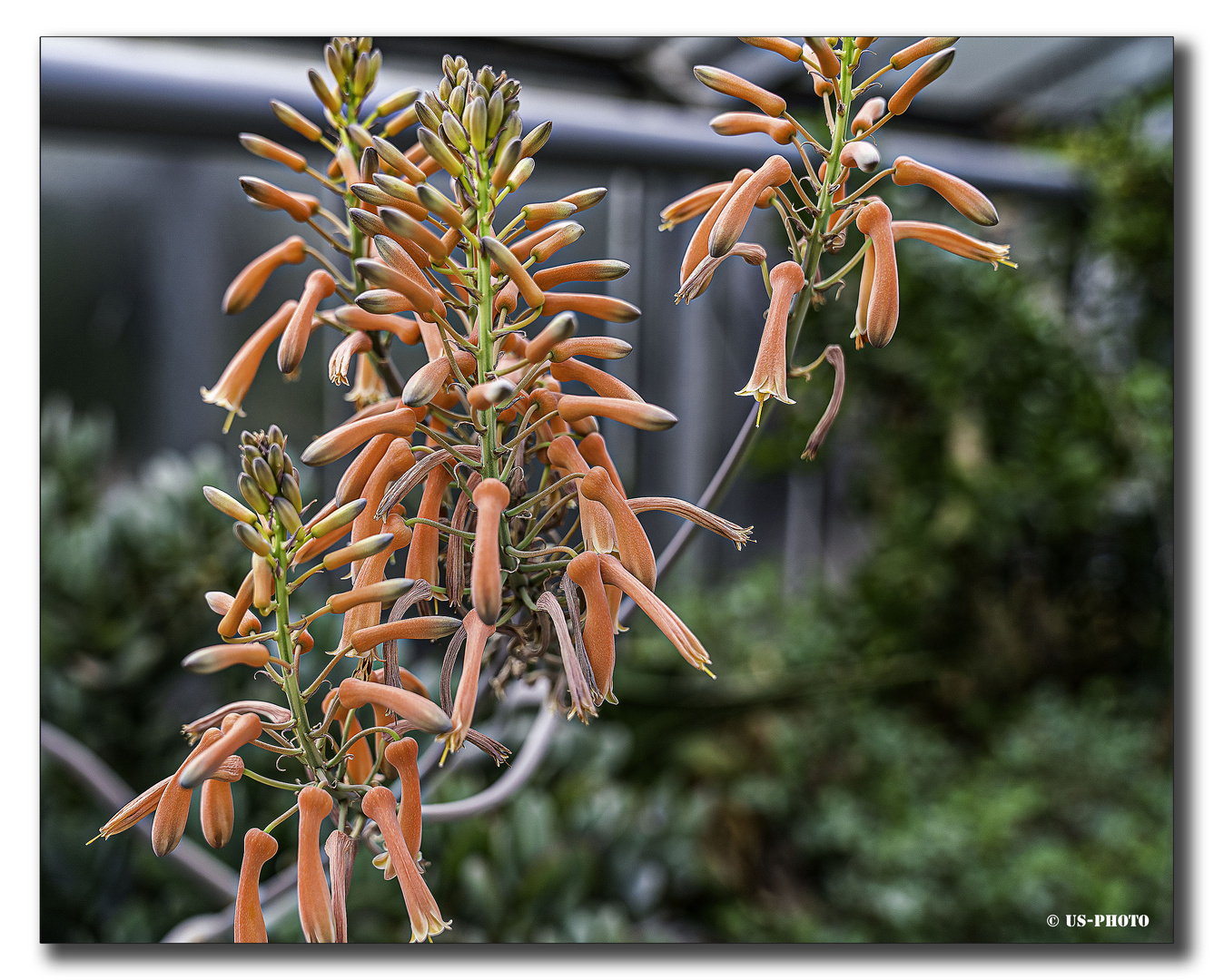 Blume #4 - Berggarten Herrenhausen