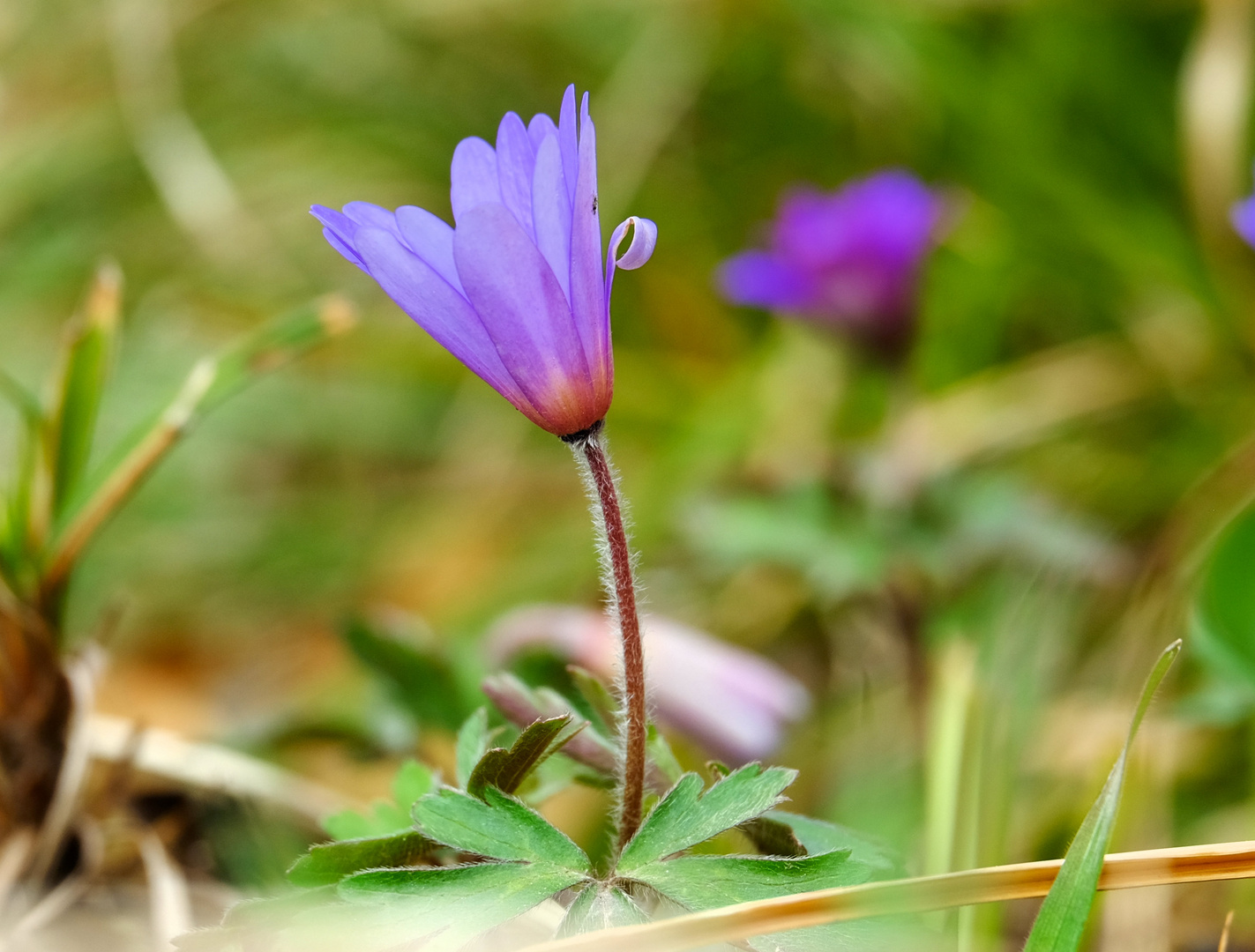 Blume Foto Bild fr hling natur nahaufnahme Bilder Blume Foto Bild fr hling natur nahaufnahme Bilder