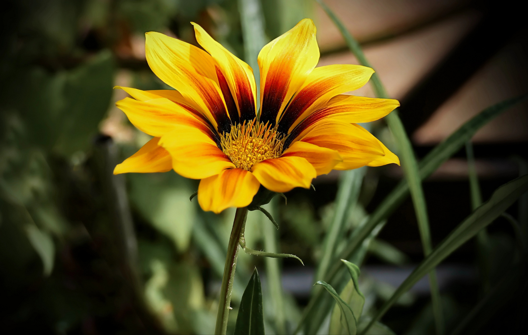 Blume Foto & Bild pflanzen, pilze & flechten, blüten & kleinpflanzen