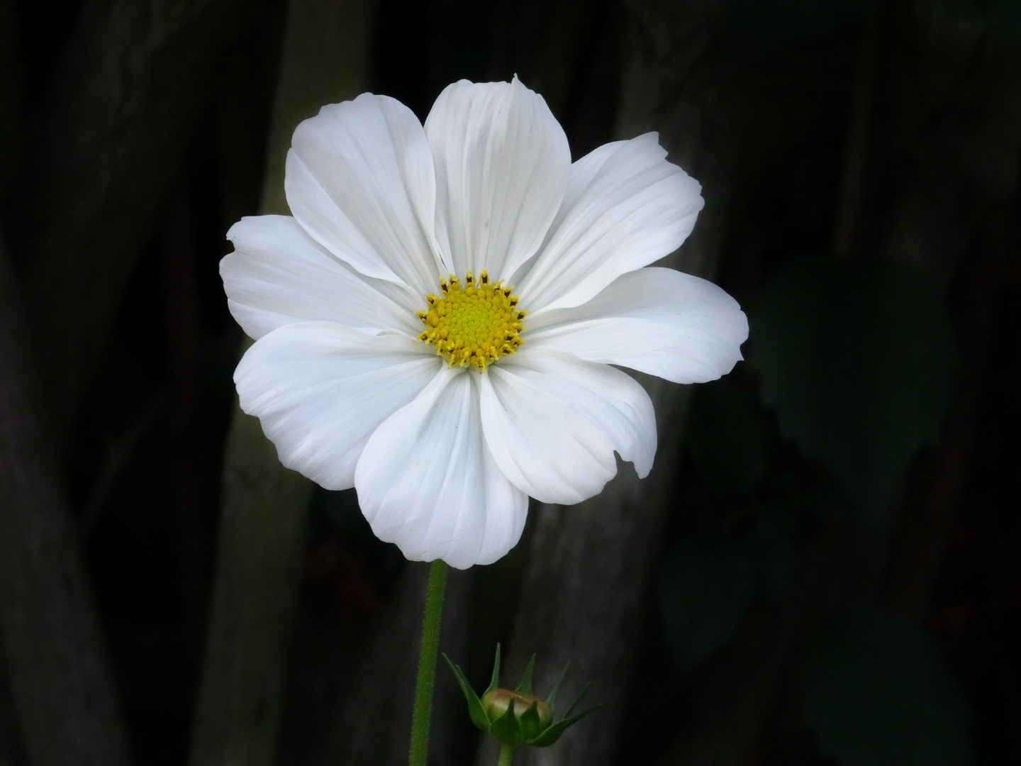 Blume – älteres Foto.