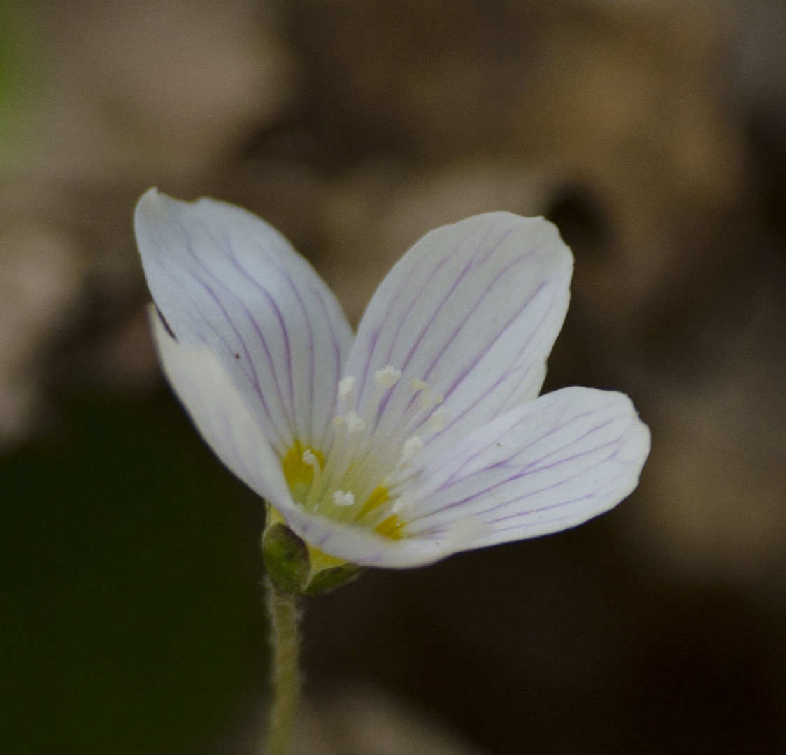 Blume allein im Wald