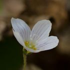 Blume allein im Wald