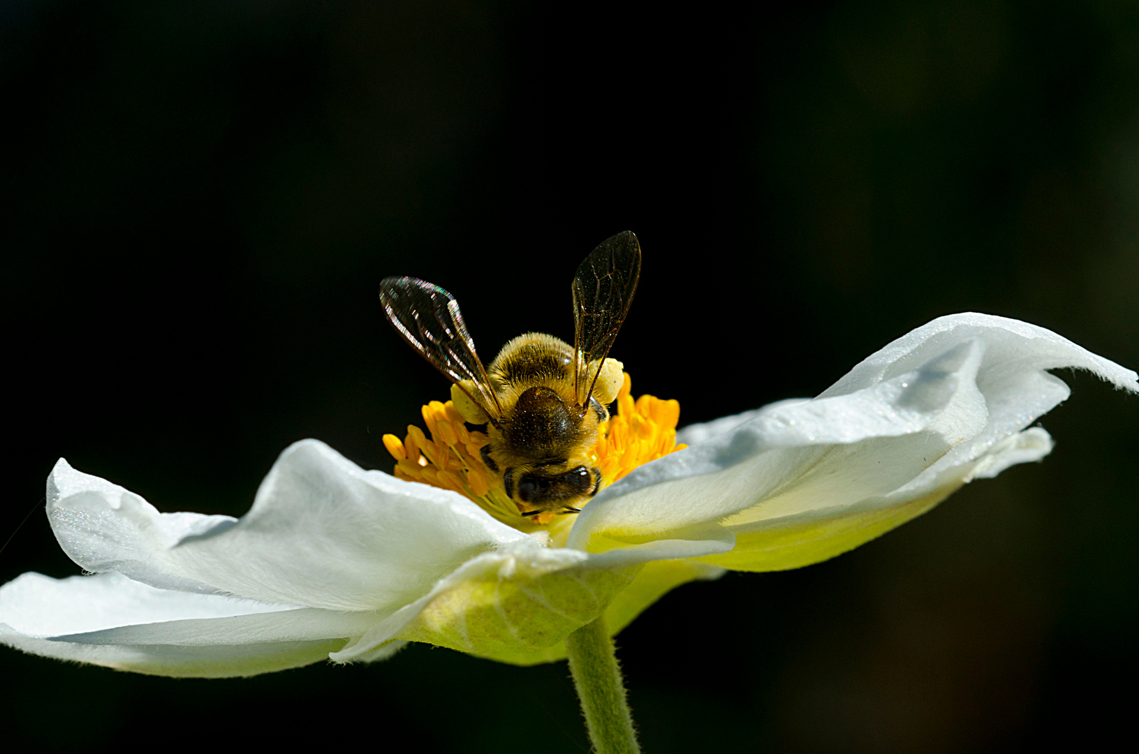 Blume als Landebahn benutzt