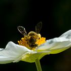 Blume als Landebahn benutzt