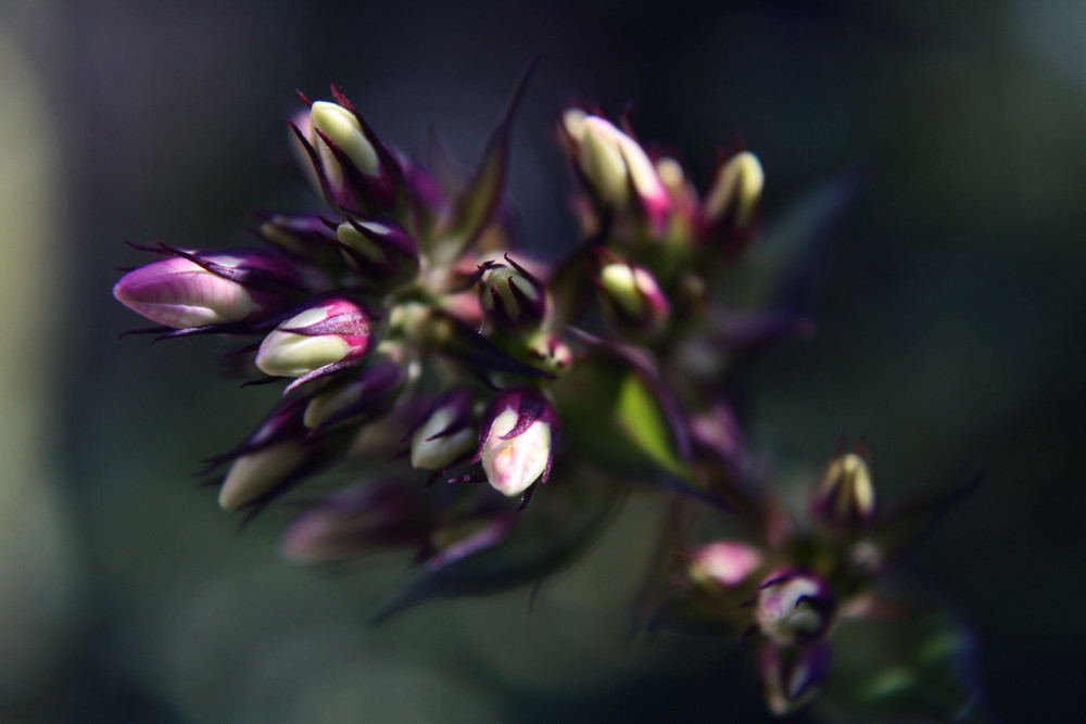 Blume am Abend