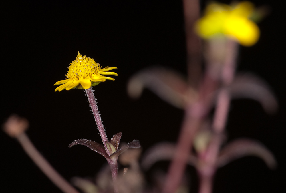 Blume am Abend...