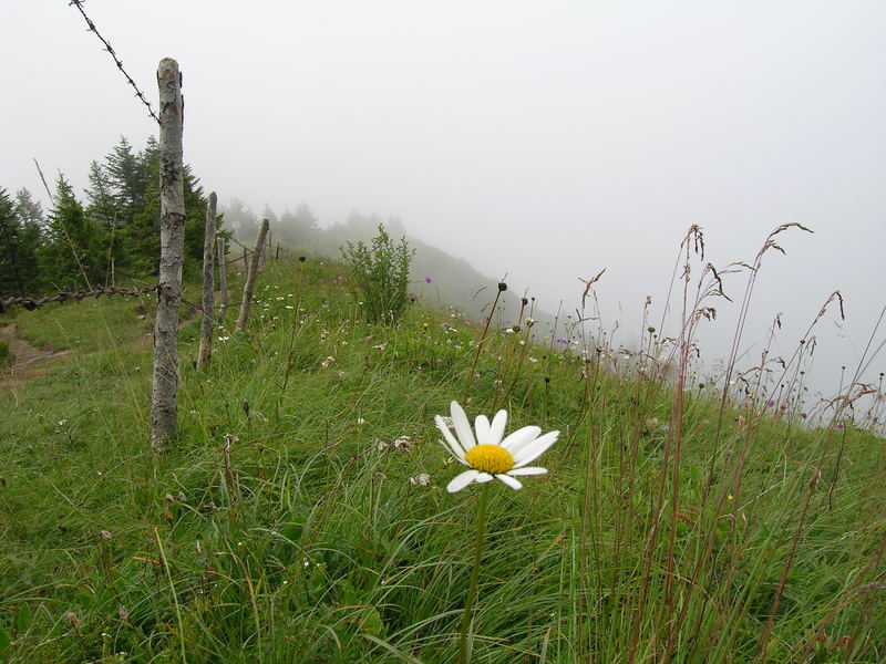 Blume am Abgrund