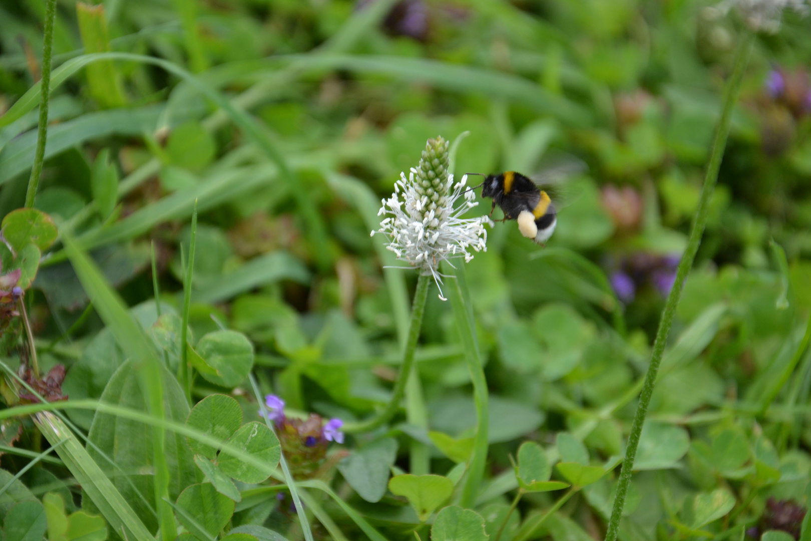 Blume am attersee