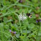 Blume am attersee