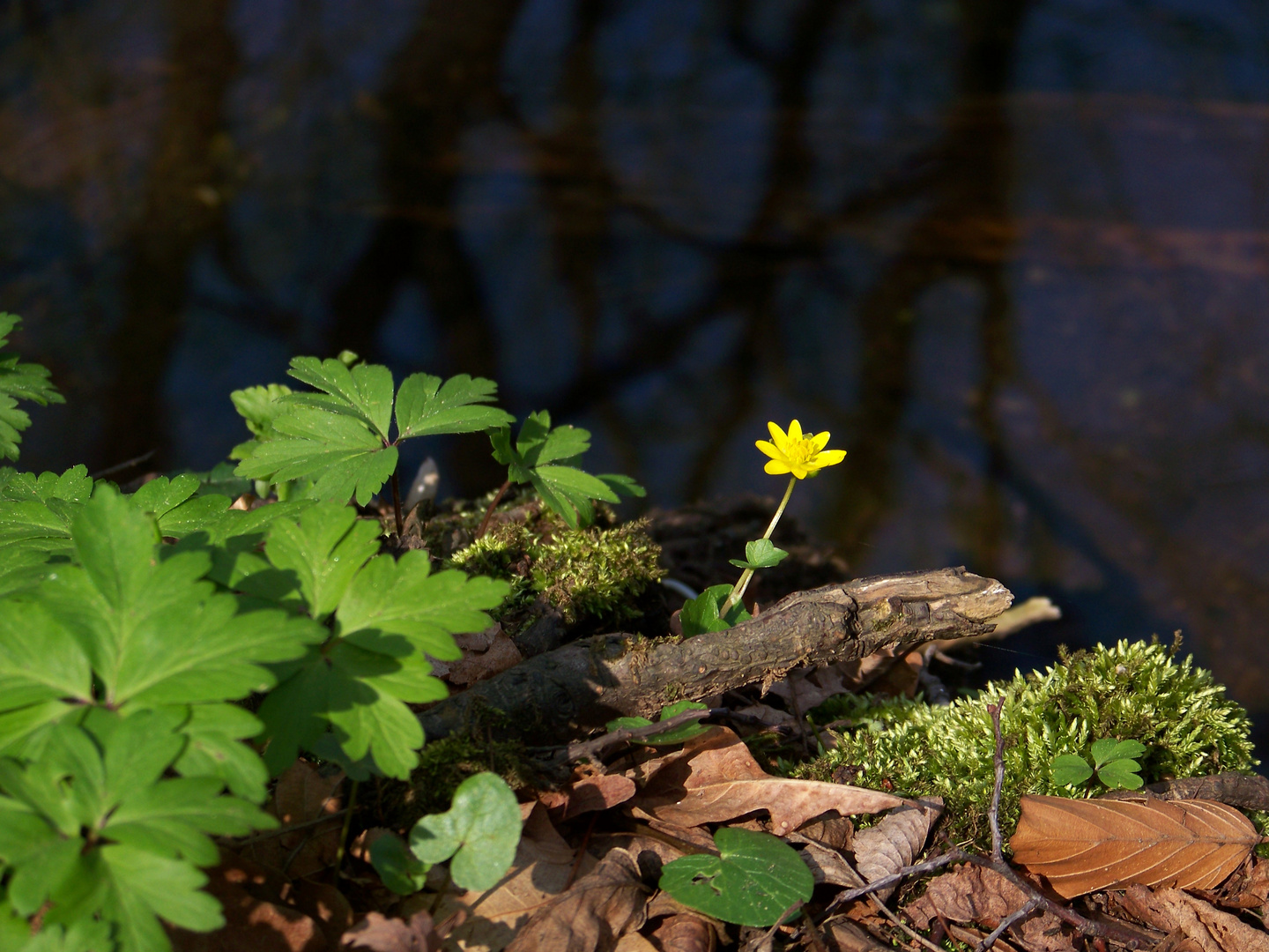 Blume am Bach I