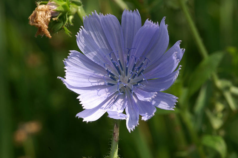 Blume am Bach I