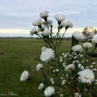 Blume am Feld