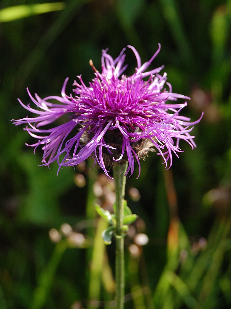 Blume am Feldrand