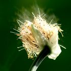 Blume am Fenster