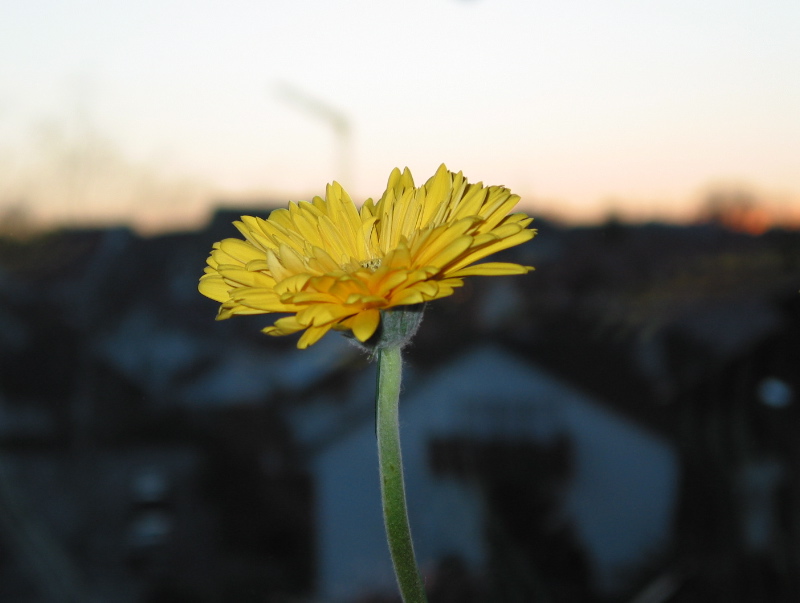 Blume am Fenster