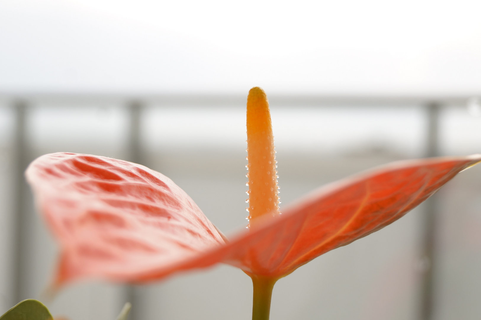 Blume am Fenster