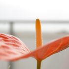 Blume am Fenster