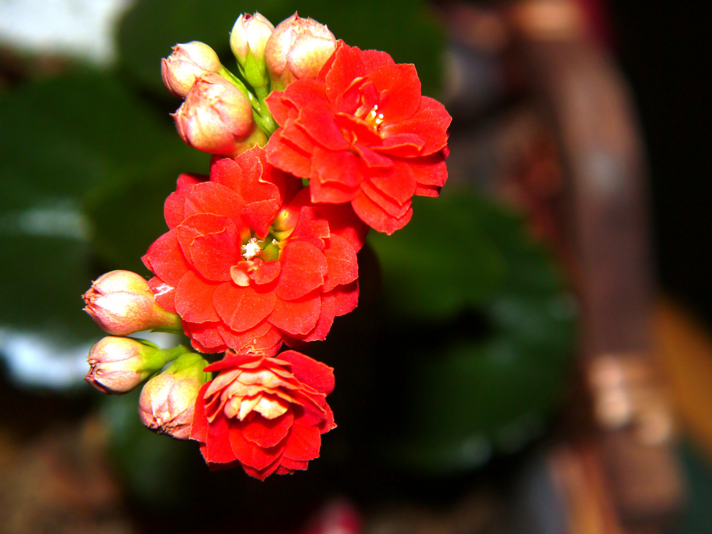 Blume am Fensterbrett