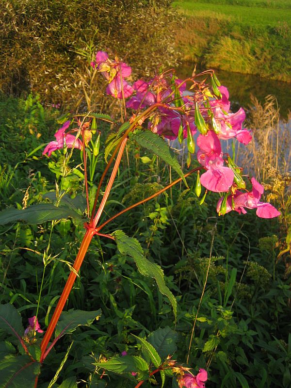 Blume am Fluß