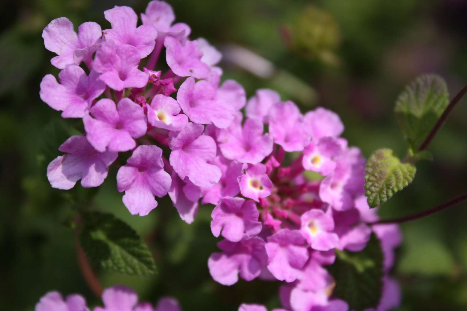 Blume am Gardasee 1