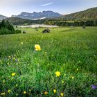 Blume am Geroldsee