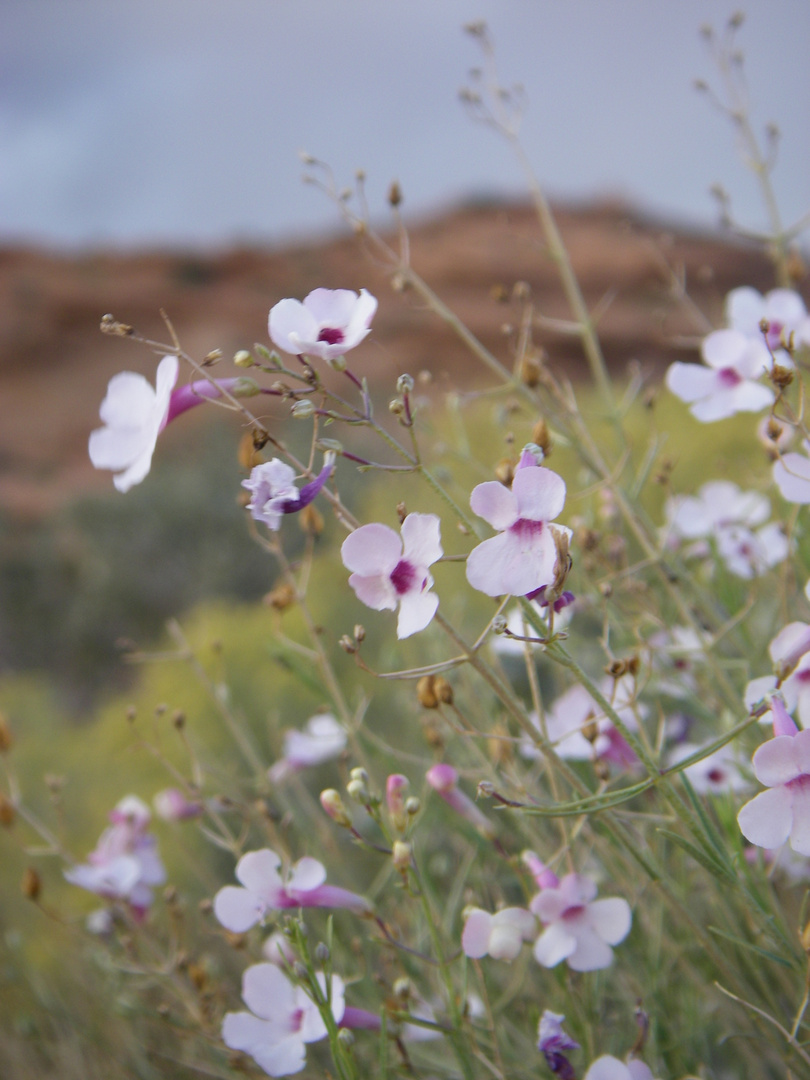 Blume am Horseshoe Bend