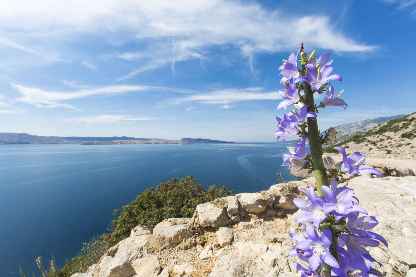 Blume am Meer