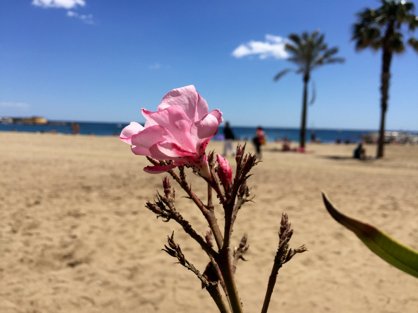 Blume Am Meer Foto Bild Paradise Himmel Meer Bilder Auf Fotocommunity Blume Am Meer Foto Bild Paradise Himmel Meer Bilder Auf Fotocommunity