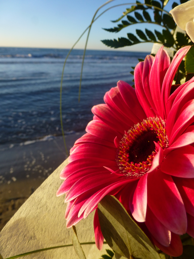 Blume Am Meer Foto Bild Sonstiges Naturkunst Gestalten Mit Blumen Bilder Auf Fotocommunity Blume Am Meer Foto Bild Sonstiges Naturkunst Gestalten Mit Blumen Bilder Auf Fotocommunity