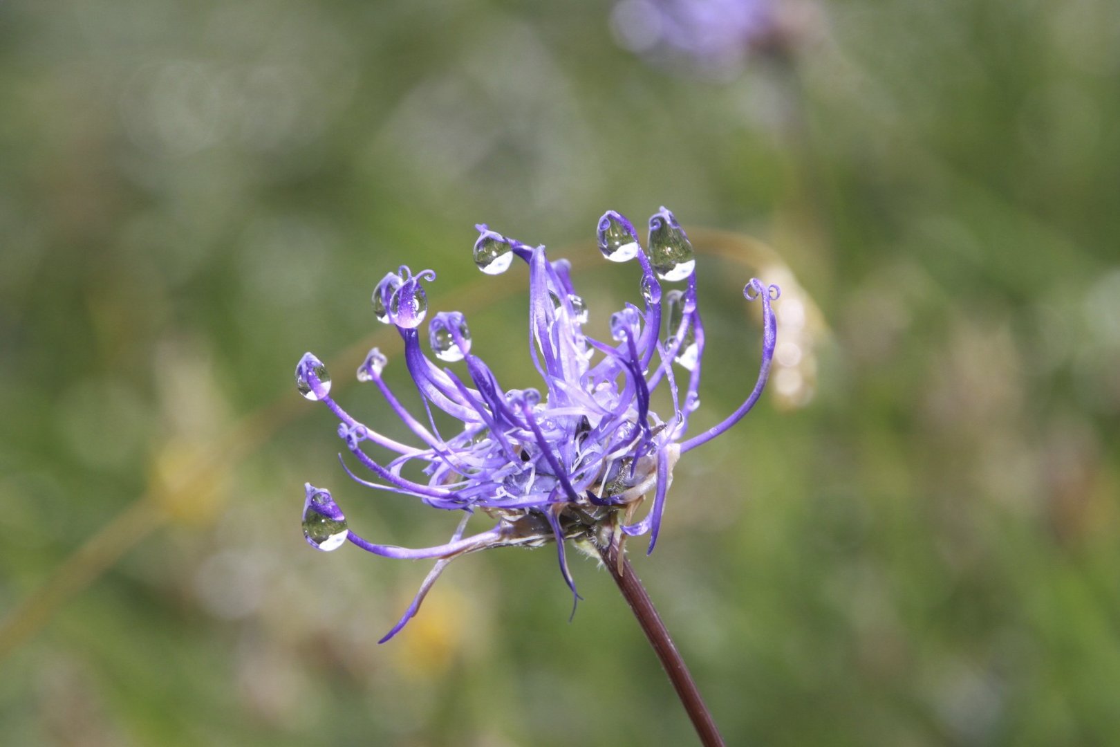 Blume am Morgen