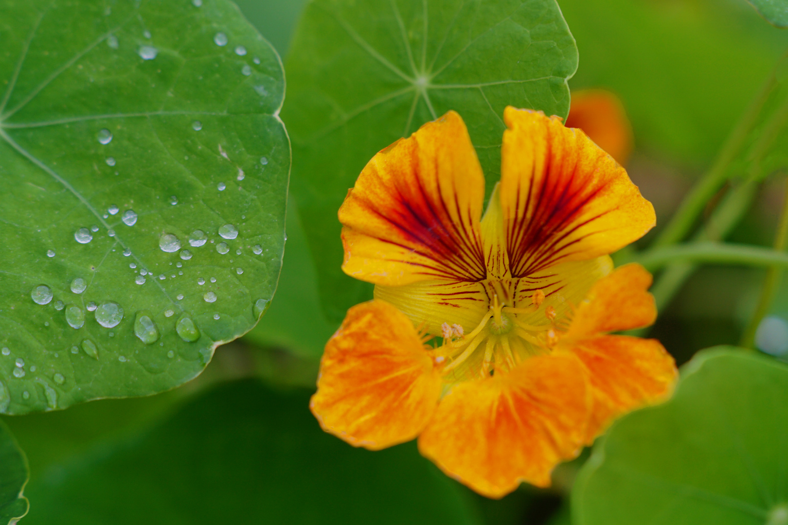 Blume am Neujahrstag