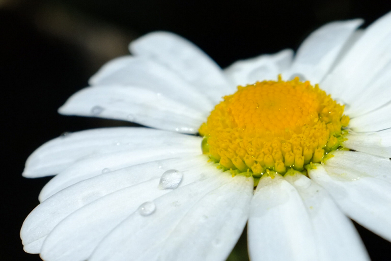 Blume am See