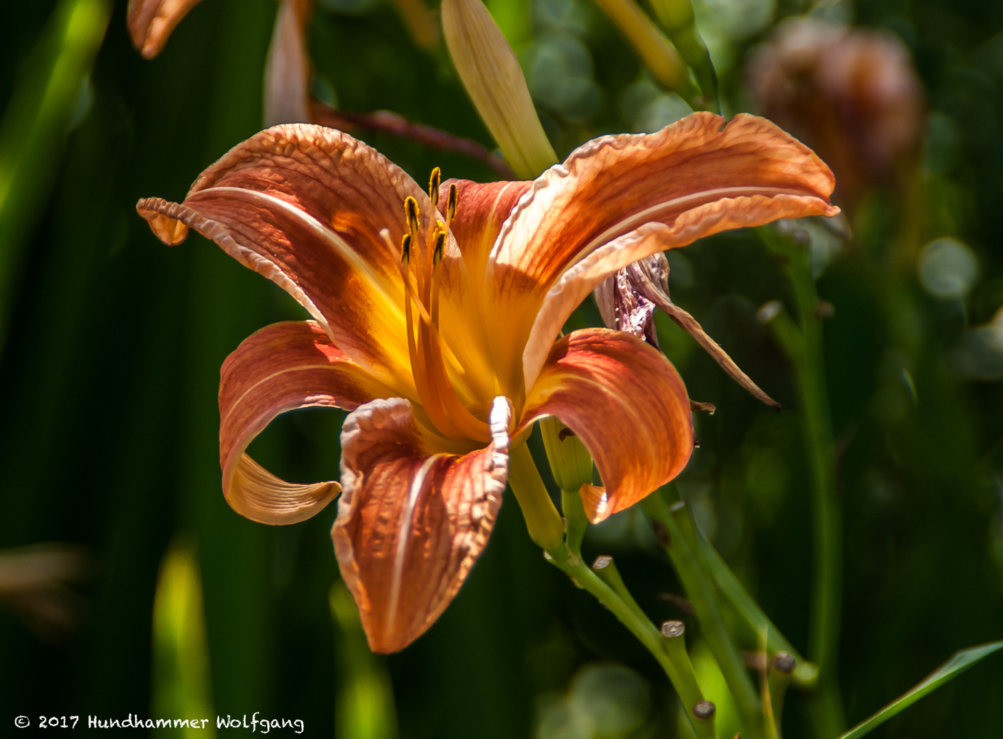 Blume am See