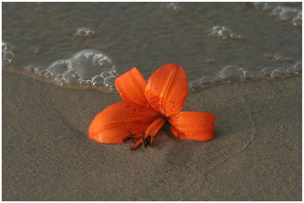 Blume am Strand