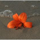 Blume am Strand