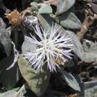 Blume am Strand