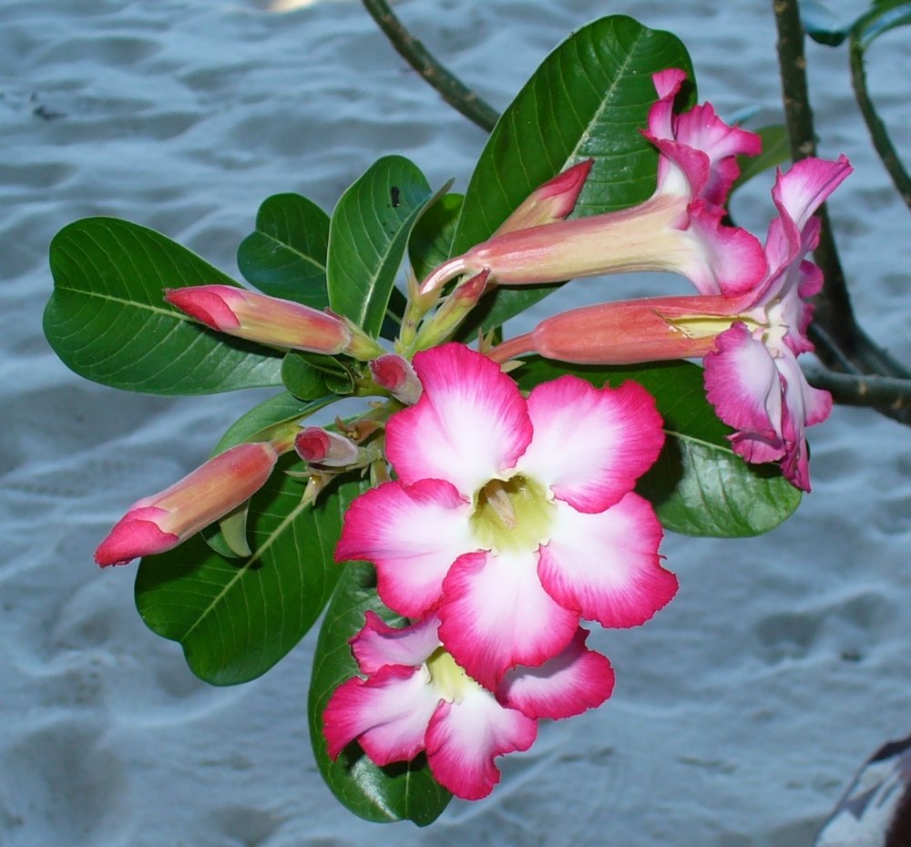 Blume am Strand von Koh Phangan