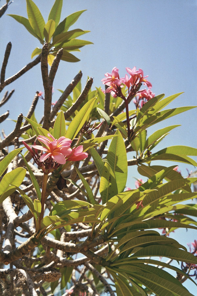 Blume am Strand von Mombasa