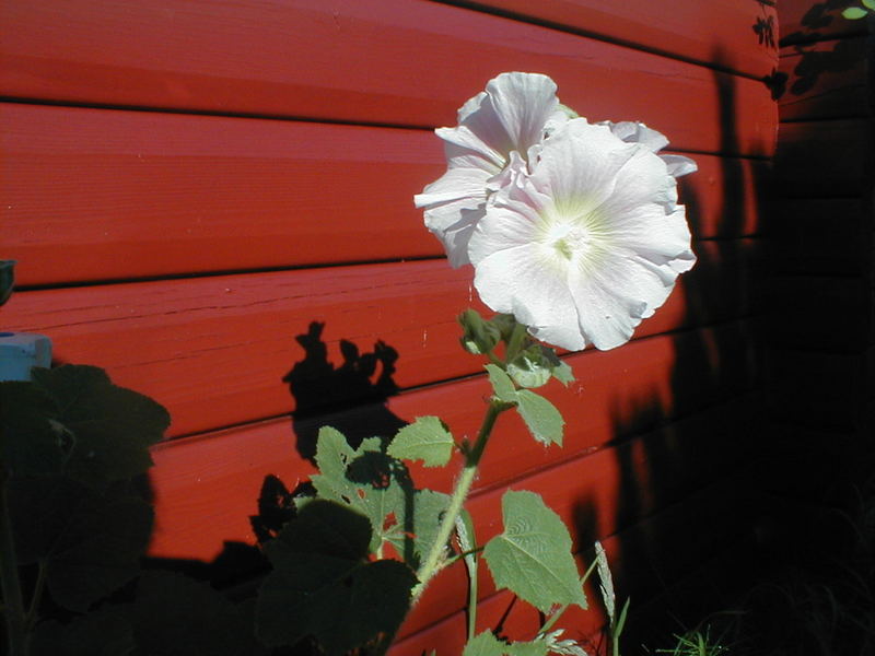 Blume am Strandgardsvej